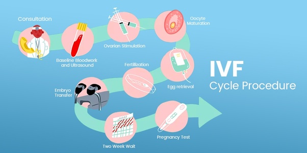 IVF Cycle Process