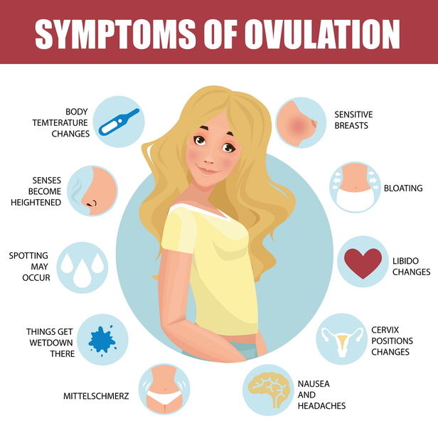 ovulation symptoms