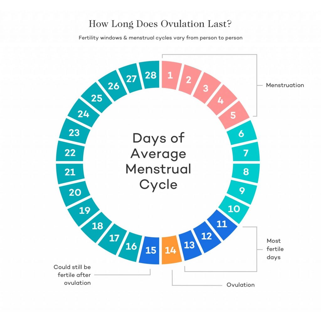 how long does ovulation last?