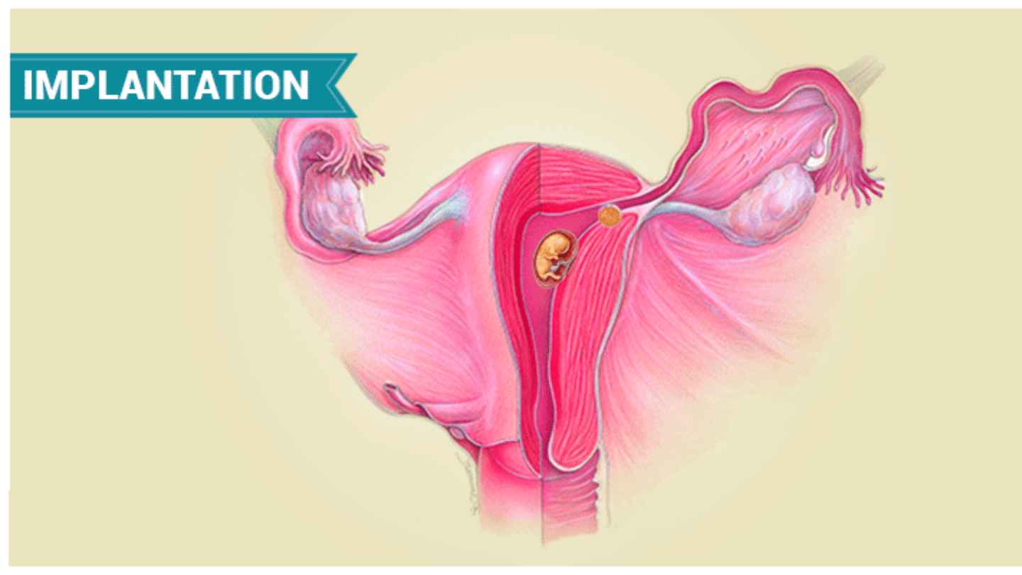 When Does Implantation Occur? Signs & Symptoms of implantation