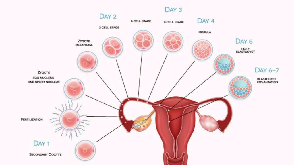 Implantation Timeline