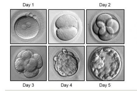 Embryo Transfer Success Rate