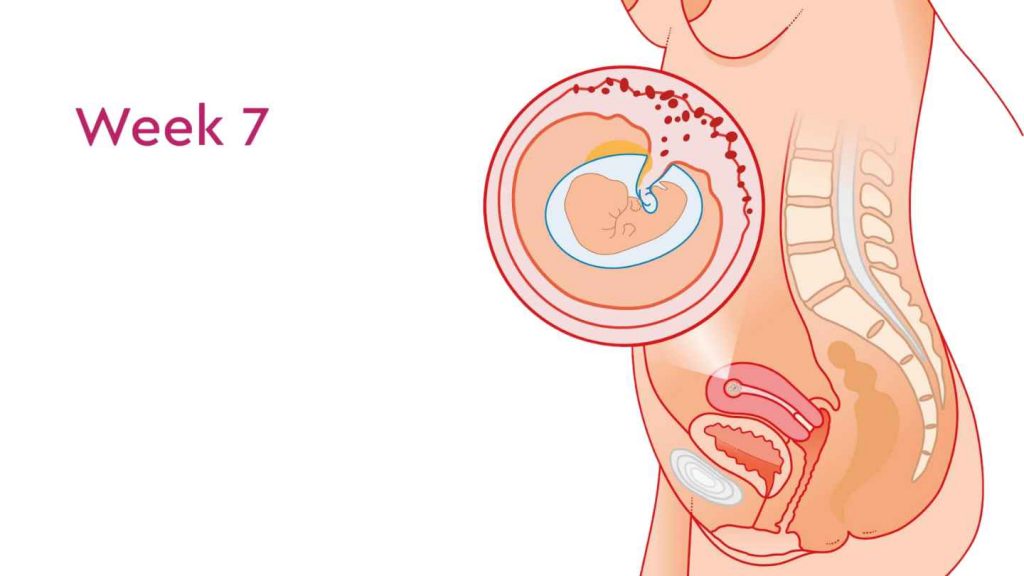 Week 7 - Embryo Development