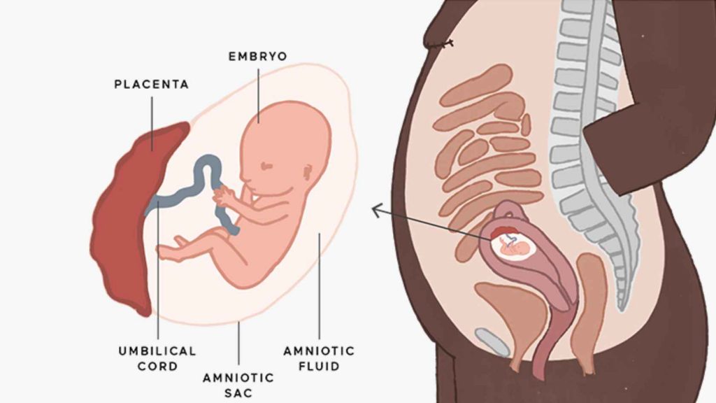 Fetal Development 13 Week of Pregnancy 
