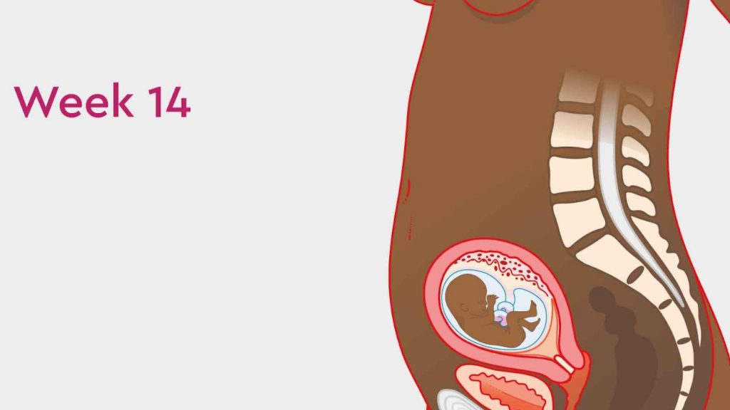 Fetal Development 14 Week of Pregnancy 