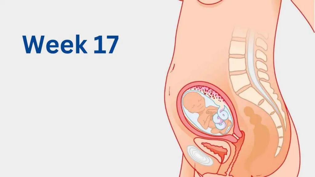 Week 17 of Pregnancy