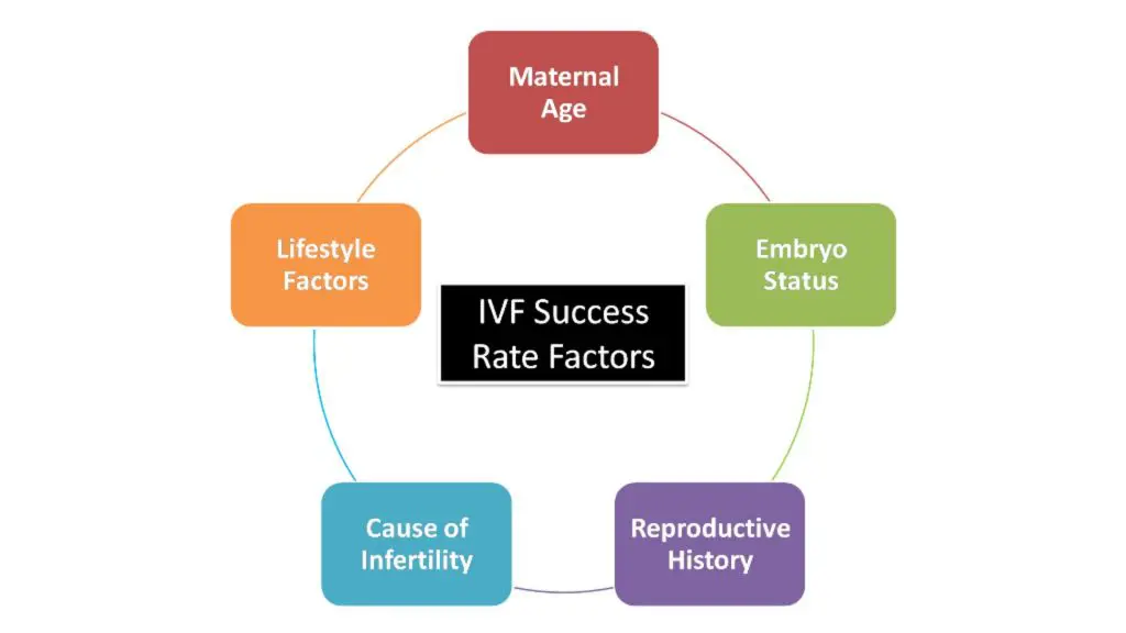 Factors That Affect IVF Success Rates