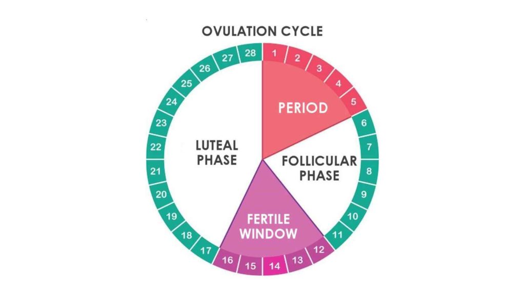 Ovulation Cycle