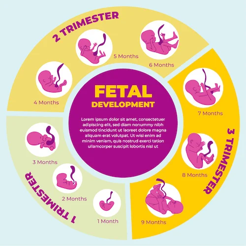 बच्चा कैसे पैदा होता है?