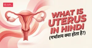 What is Uterus in Hindi
