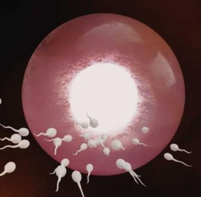 Best Egg Follicle Size for Conceiving Naturally and With Treatment