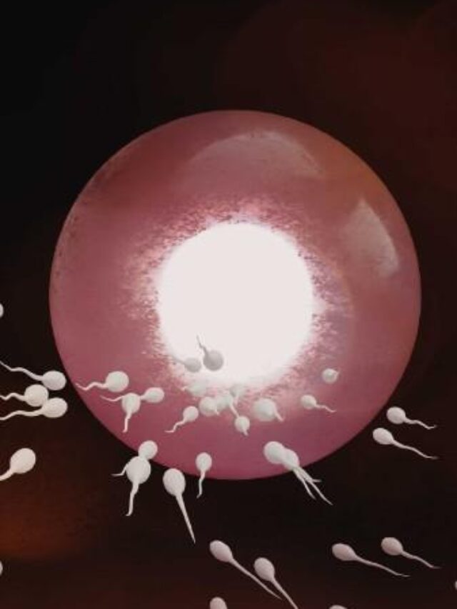 Best Egg Follicle Size for Conceiving Naturally and With Treatment