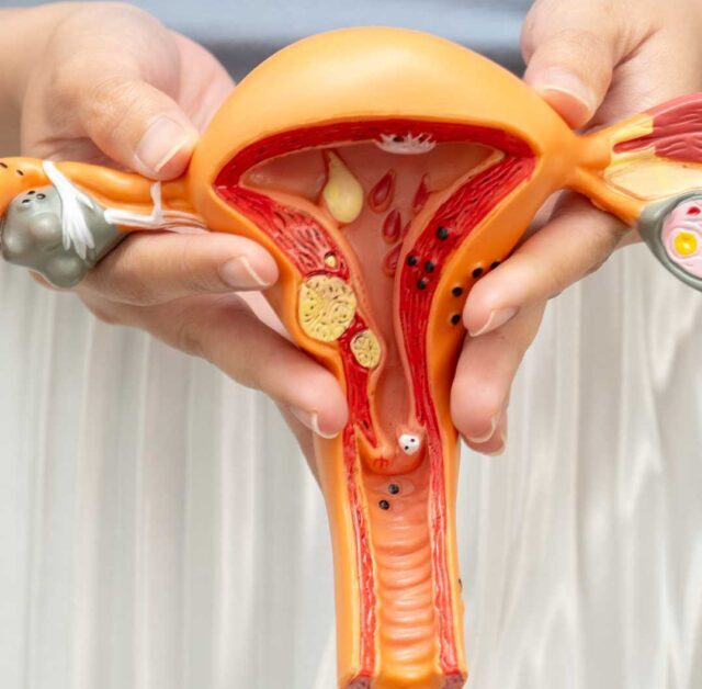 What Is Uterus? Meaning, Function & Importance Explained
